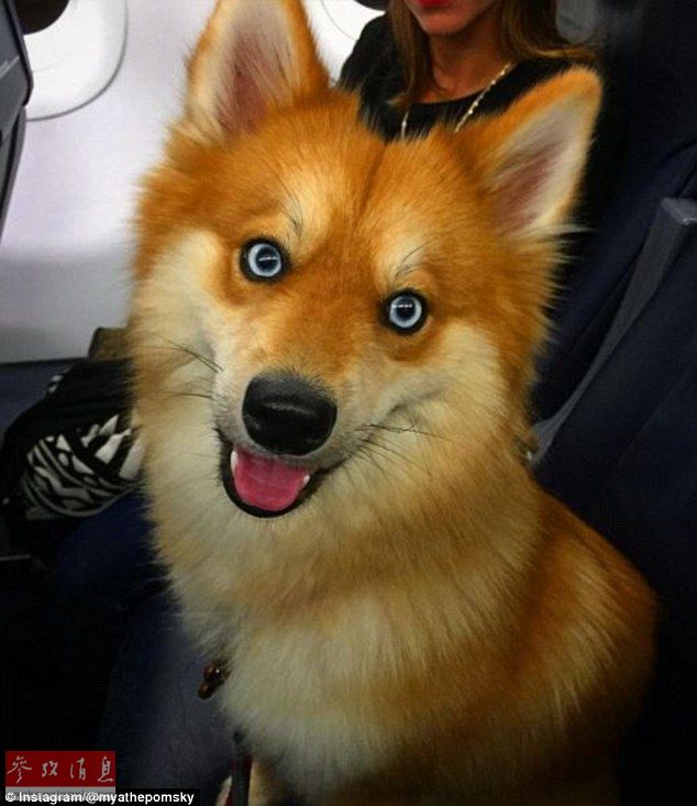 狐貍還是狗？藍眼睛萌寵走紅網(wǎng)絡(luò)