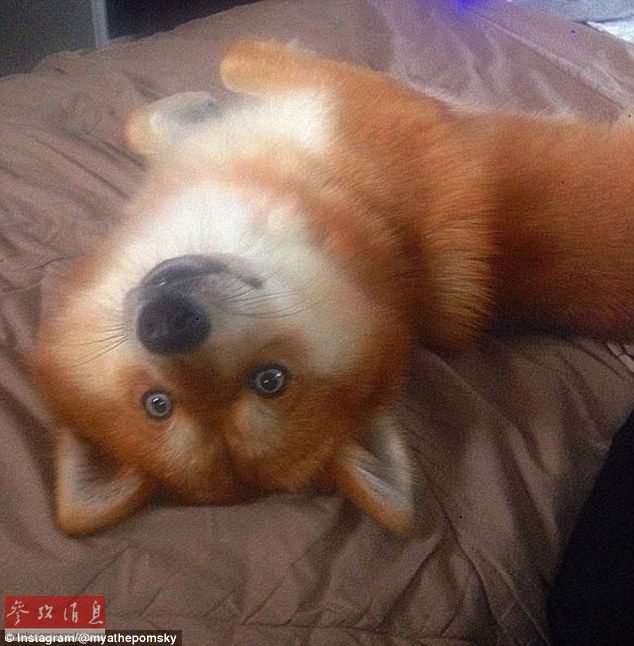 狐貍還是狗？藍眼睛萌寵走紅網(wǎng)絡(luò)