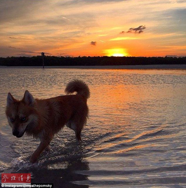 狐貍還是狗？藍眼睛萌寵走紅網(wǎng)絡(luò)