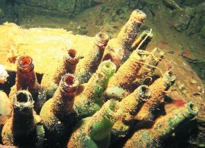 長滿水藻的日本清酒瓶。