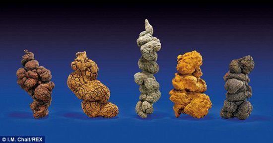 古時(shí)海龜五份糞便樣本也將拍賣。