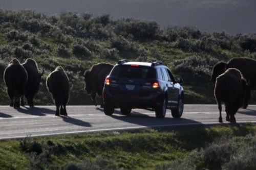 警方已經(jīng)派出大量工作人員、警犬和飛行器在當(dāng)?shù)卣归_搜尋