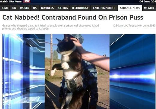 資料圖：2013年，俄羅斯獄警也曾抓獲身負(fù)手機和充電寶的貓，它本想混進(jìn)俄羅斯科密地區(qū)一座監(jiān)獄