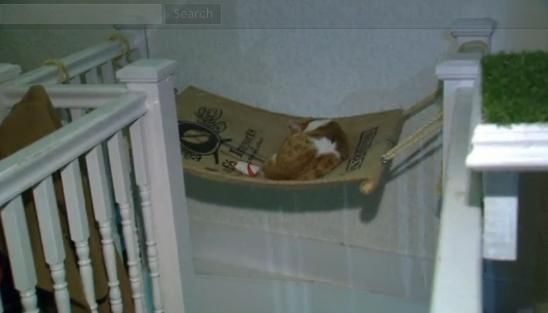 圖為加拿大首家貓咪咖啡館。