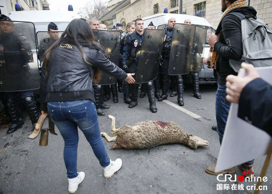 　　當(dāng)?shù)貢r(shí)間2014年11月27日，法國巴黎，法國農(nóng)民帶綿羊在埃菲爾鐵塔附近抗議，要求環(huán)保部門采取有效措施解決狼群襲擊羊群問題?！D片來源：TRICK KOVARIK/CFP