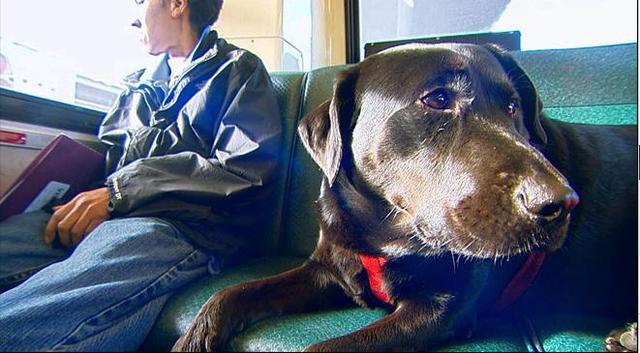 伊柯麗斯(Eclipse)搭乘公車。