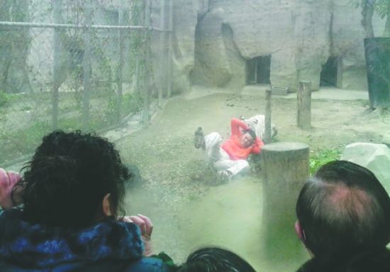 昨日，成都動物園，男子進入白虎活動區(qū)后被白虎拖行。動物園出動50多人成功營救下他