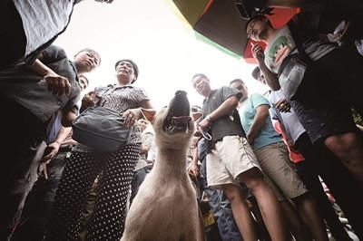 一只狗被動(dòng)保人士與狗販子圍在中間，等待兩方的討價(jià)還價(jià)后決定去向