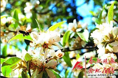 261歲古樹(shù)棠梨“搬家” 業(yè)內(nèi)人士表示擔(dān)憂(圖)