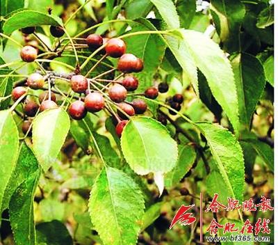 261歲古樹(shù)棠梨“搬家” 業(yè)內(nèi)人士表示擔(dān)憂(圖)