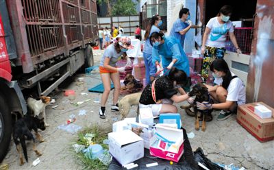 昨日下午，志愿者對(duì)攔截下來(lái)的狗逐一檢查，分類(lèi)進(jìn)行管理。新京報(bào)記者 吳江 攝