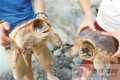 楊先生買來的鱷龜有很強(qiáng)的攻擊性。見習(xí)記者 雷鍵 攝