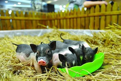 南京一餐廳旁建小型 南京一餐廳旁建小型