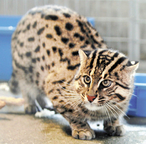 日本一水族館展出“漁夫貓”擅于游泳會(huì)抓魚(yú)（圖）