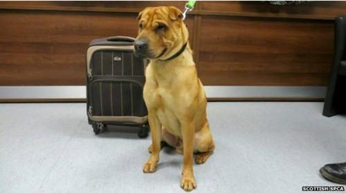 蘇格蘭動物權(quán)益慈善組織已經(jīng)通過芯片查出這只小狗的名字叫凱。