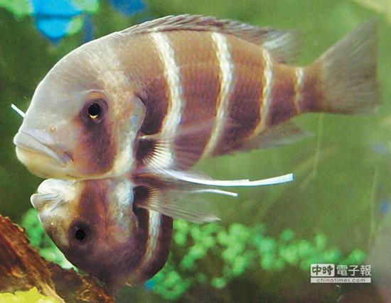 這對(duì)連體魚上面的哥哥體型較大，約是下面弟弟的2倍