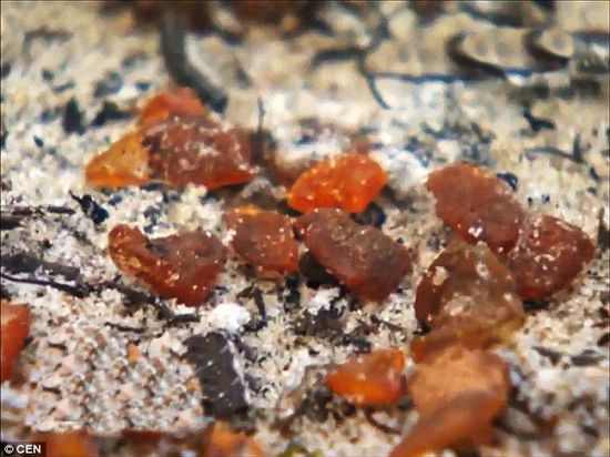 波羅的海的一場暴風(fēng)雨將琥珀卷到了岸上，這里包攬了全球90%的琥珀產(chǎn)量。