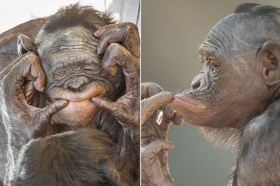 黑猩猩擺各種姿勢(shì)拍照。