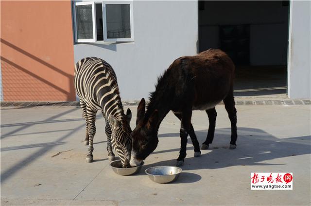 圖斑馬和驢子在一起共同進(jìn)食。