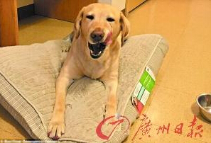 機智的導盲犬尤蘭達。