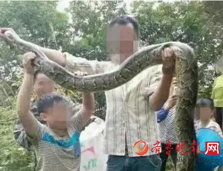 膽真大！男子抓野生大蟒燉湯 蟒蛇屬國家一級(jí)保護(hù)動(dòng)物(圖)