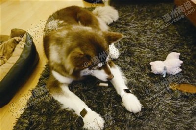 說(shuō)到蘋(píng)果表，昨天的網(wǎng)友大為感嘆：人比人，氣死人了。不！是人比狗，氣死人。