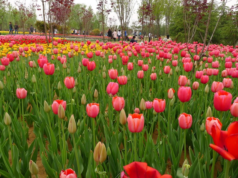 粽子節(jié)遇上兒童節(jié)，你想好去哪了么？