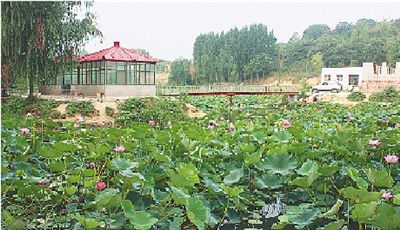 櫻桃溝景區(qū)百畝荷花盛放 垂釣納涼享農家 櫻桃溝景區(qū)百畝荷花盛放 垂釣納涼享農家