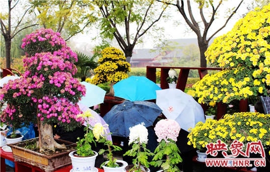天好、花美 中國(guó)開封第32屆菊花文化節(jié)延長(zhǎng)一周