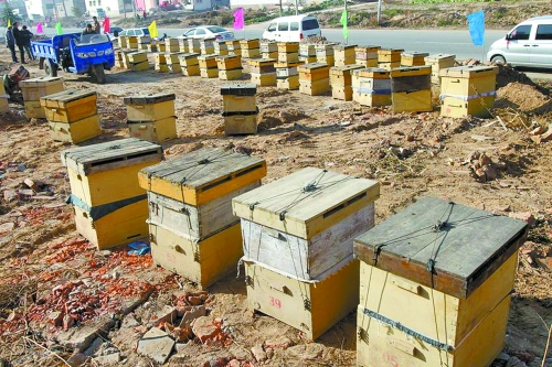 這些蜜蜂箱沿路依次擺放,綿延近千米。