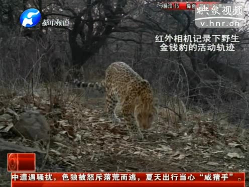 萌萌噠！濟(jì)源首次拍到金錢豹