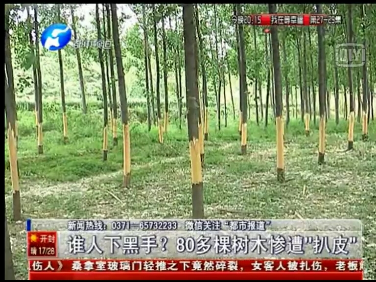 80多棵樹被“扒皮” 誰痛下黑手？