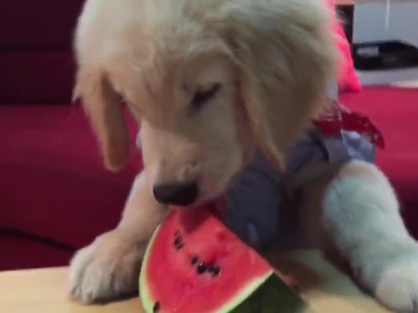 超萌金毛啃西瓜！夏天來了汪星人也要消暑?。? title=