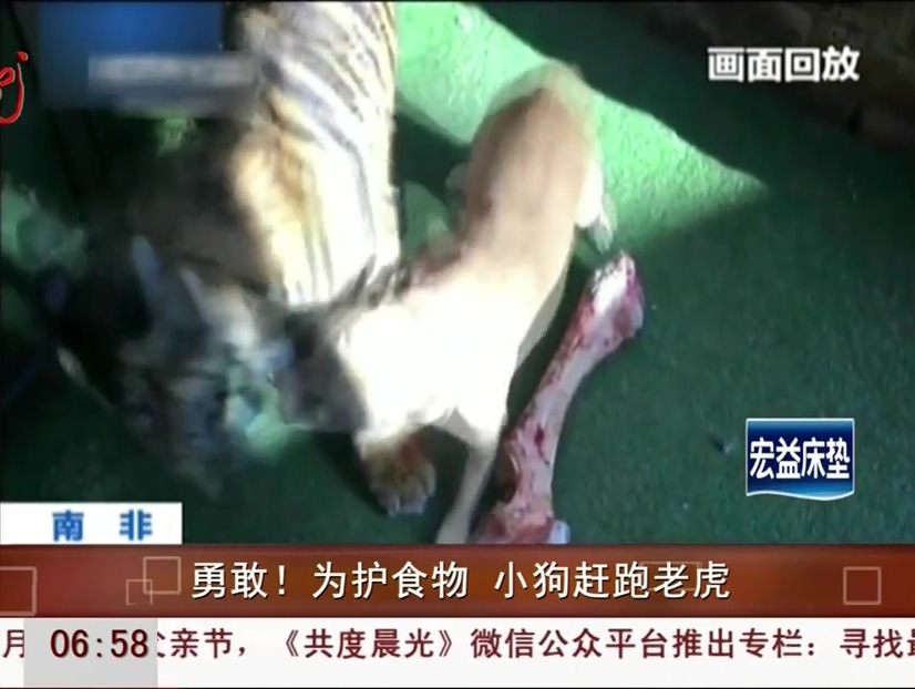 勇敢！為護食物 小狗趕跑老虎