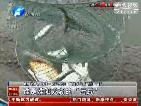 淮陽(yáng)龍湖遭污染 湖中魚(yú)全得病
