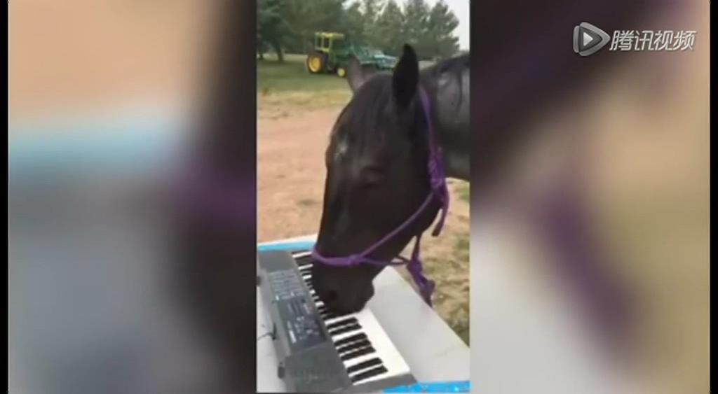 這只逆天的馬會彈琴！