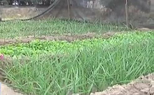 生態(tài)廊道變菜園 誰干的？