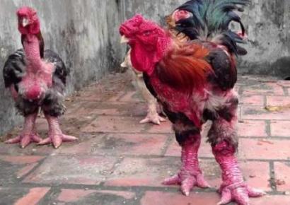 西安現(xiàn)粗腿雞 一只公雞身價(jià)過萬(wàn)