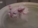 喜歡在盆里暖浴喵咪！這貨太懶了