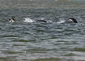 尼斯湖水怪又現(xiàn)？ 清晰照引熱議