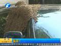 蜜蜂包圍私家車 或因蜂王爭(zhēng)霸
