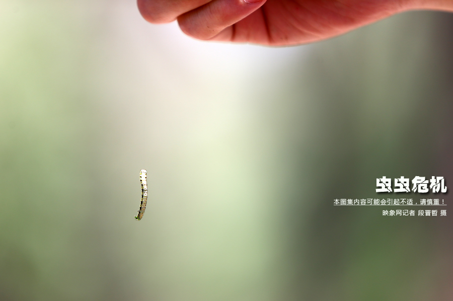 當(dāng)小蟲(chóng)子從樹(shù)上垂絲而下懸在半空中時(shí)，給路上的行人帶來(lái)諸多不便