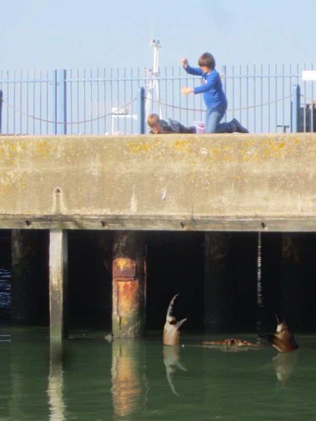 英國再現(xiàn)巨蟹照片 目測(cè)或有15米長(zhǎng)