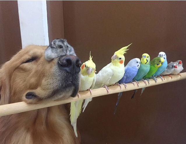 金毛犬與8只鸚鵡1只小倉(cāng)鼠親密無(wú)間