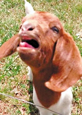 這只會(huì)說話的小山羊不斷發(fā)出類似“What”的聲音。